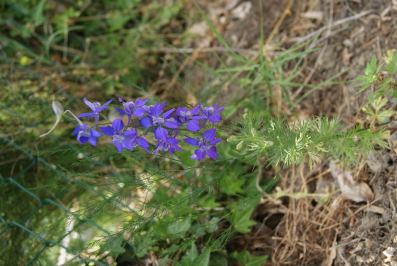 fiori azzurro viola - Delphinium ajacis